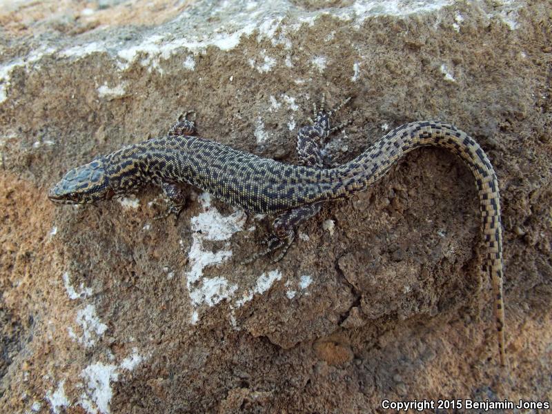 Bezy's Night Lizard (Xantusia bezyi)