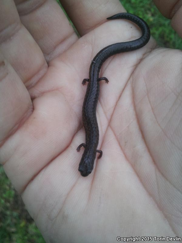 Lesser Slender Salamander (Batrachoseps minor)