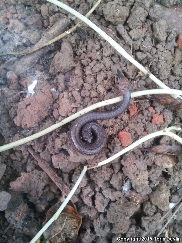 Lesser Slender Salamander (Batrachoseps minor)