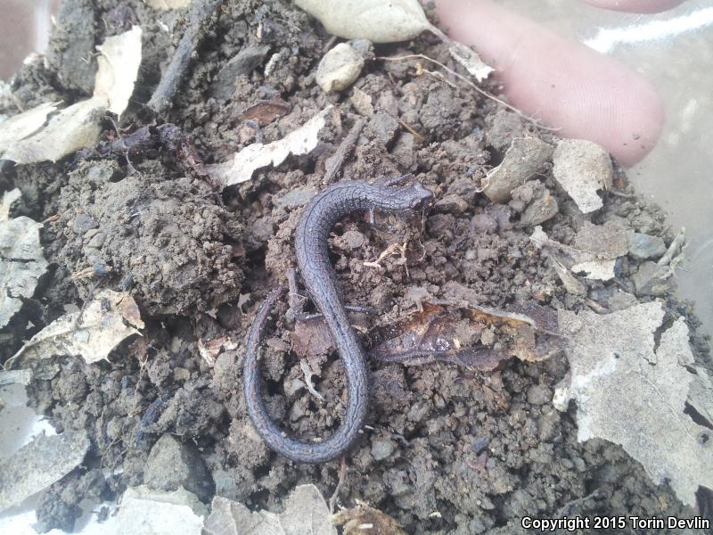 Lesser Slender Salamander (Batrachoseps minor)