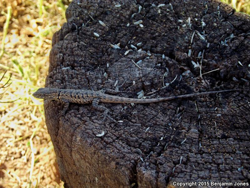 Arizona Long-tailed Brush Lizard (Urosaurus graciosus shannoni)