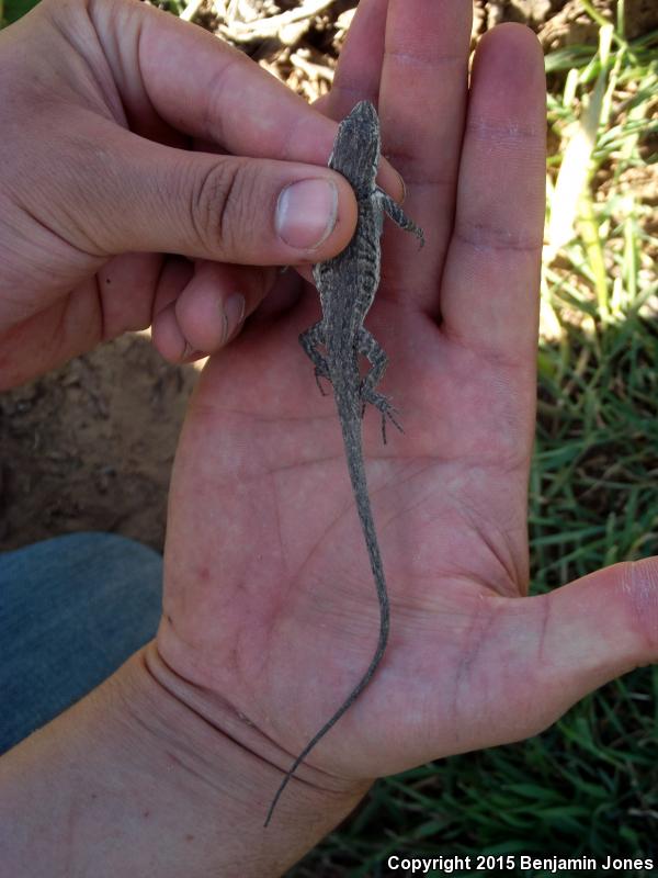 Arizona Long-tailed Brush Lizard (Urosaurus graciosus shannoni)