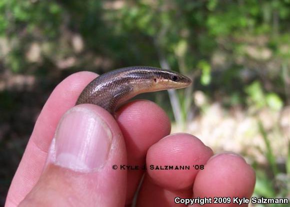 Short-lined Skink (Plestiodon tetragrammus brevilineatus)