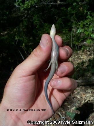 Short-lined Skink (Plestiodon tetragrammus brevilineatus)