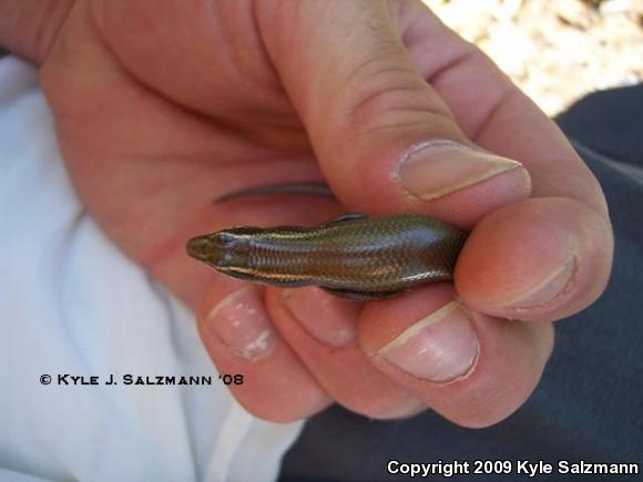 Short-lined Skink (Plestiodon tetragrammus brevilineatus)