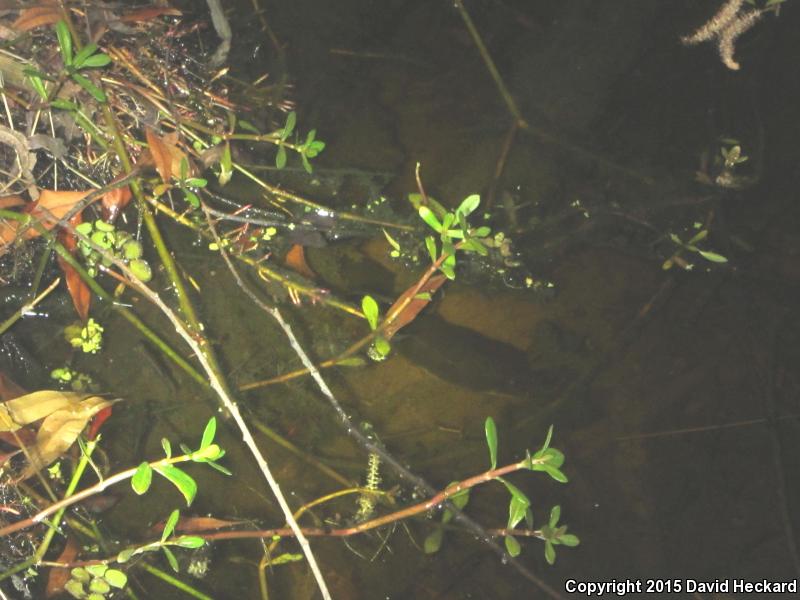 Three-toed Amphiuma (Amphiuma tridactylum)