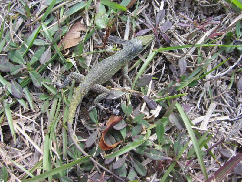 Cuban Green Anole (Anolis porcatus)