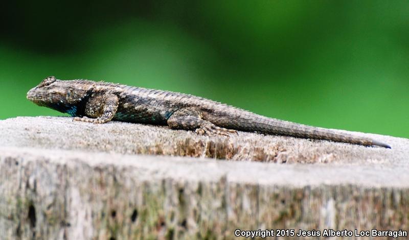 Southern Clark's Spiny Lizard (Sceloporus clarkii boulengeri)