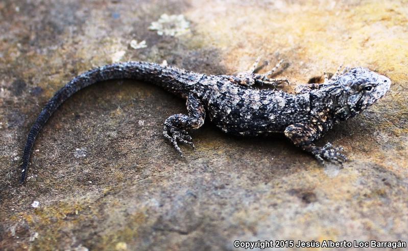 Carinate Tree Lizard (Urosaurus bicarinatus bicarinatus)