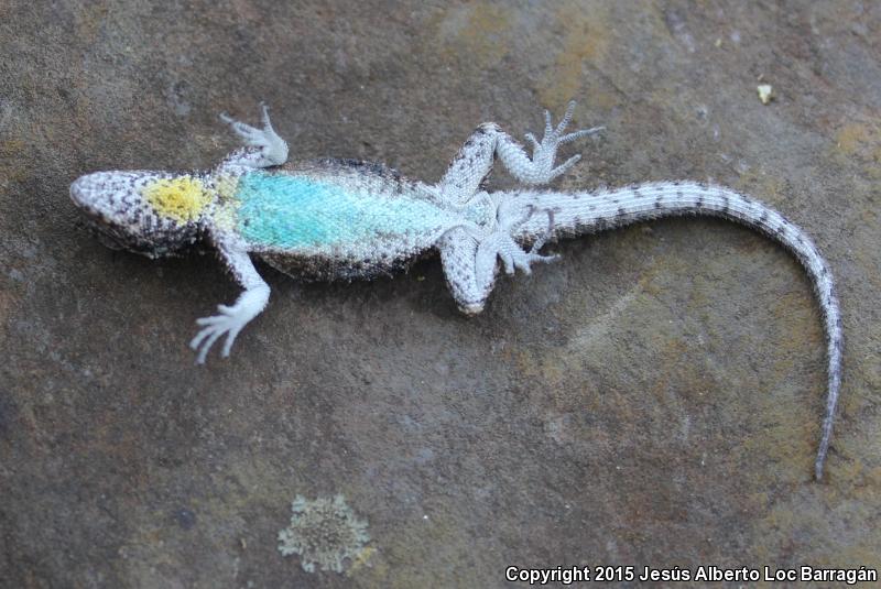 Carinate Tree Lizard (Urosaurus bicarinatus bicarinatus)