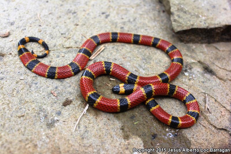 Nayarit Coralsnake (Micrurus proximans)