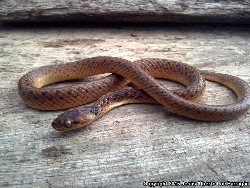 Western Cat-eyed Snake (Leptodeira punctata)