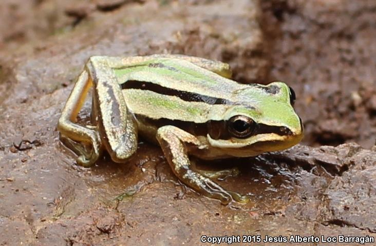 Mountain Treefrog (Hyla eximia)