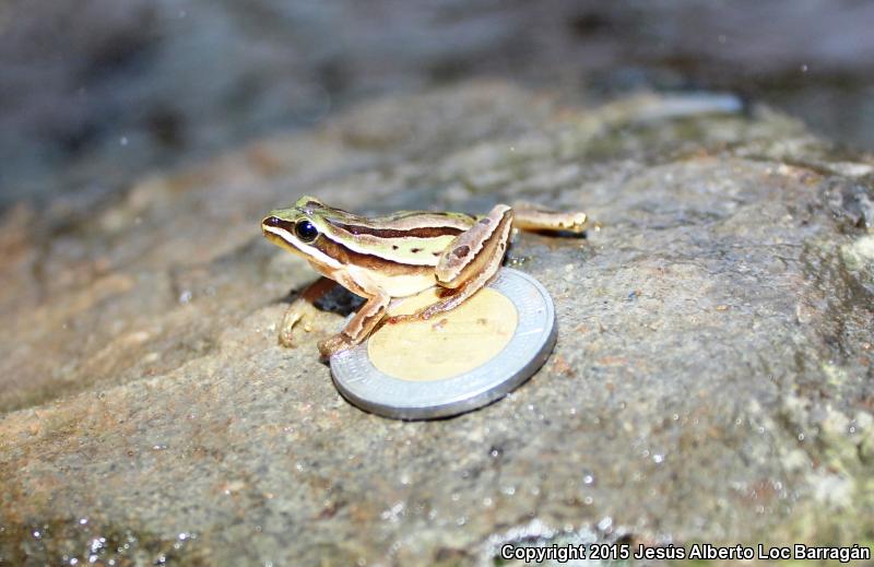 Mountain Treefrog (Hyla eximia)