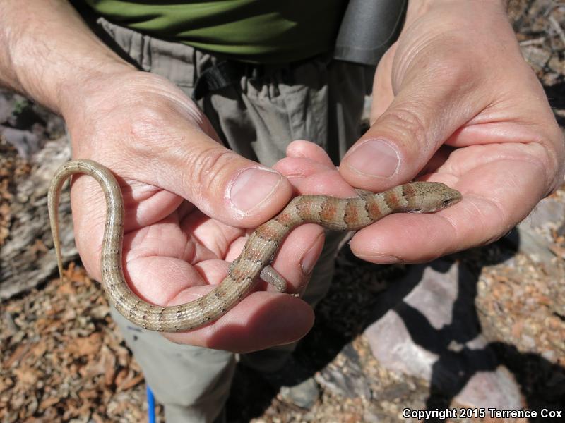 Arizona Alligator Lizard (Elgaria kingii nobilis)