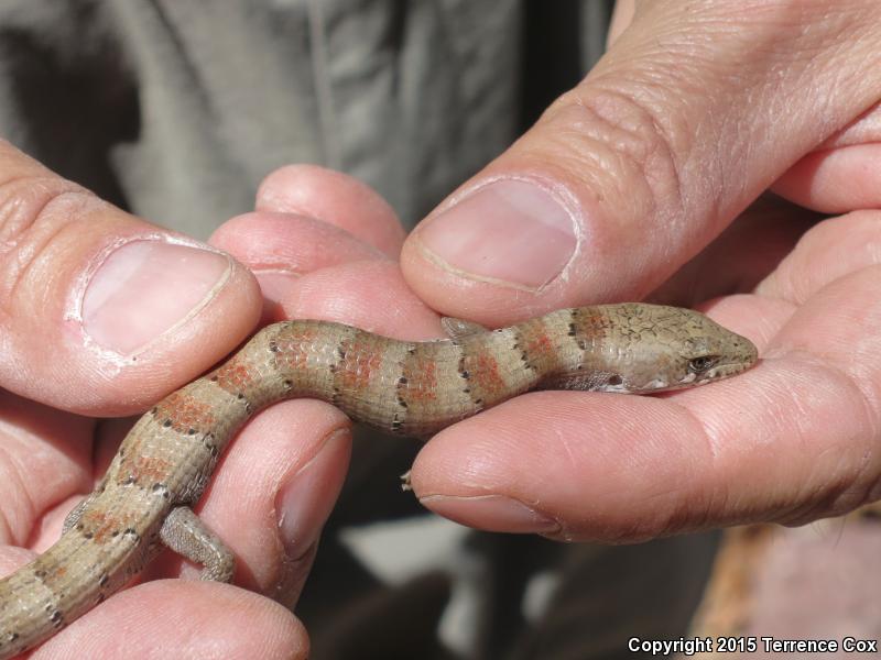 Arizona Alligator Lizard (Elgaria kingii nobilis)