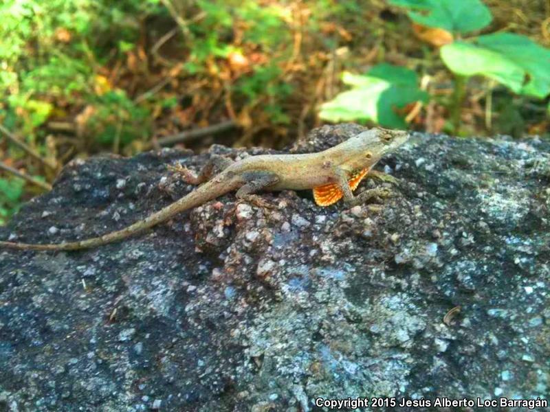 Clouded Anole (Anolis nebulosus)