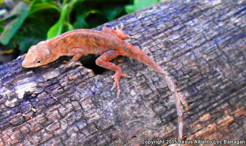 Clouded Anole (Anolis nebulosus)