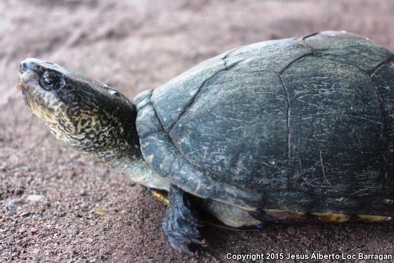Mexican Mud Turtle (Kinosternon integrum)