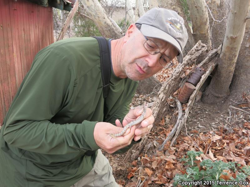 Arizona Alligator Lizard (Elgaria kingii nobilis)