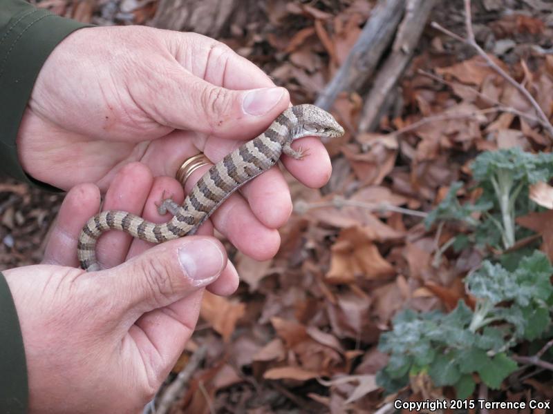 Arizona Alligator Lizard (Elgaria kingii nobilis)