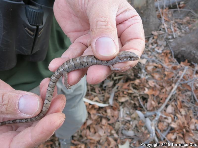 Arizona Alligator Lizard (Elgaria kingii nobilis)