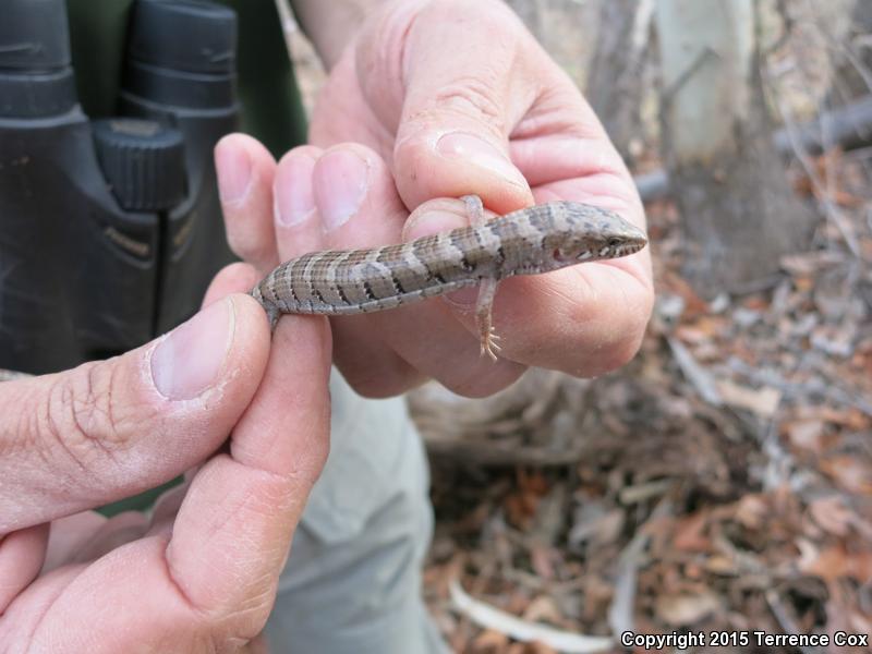 Arizona Alligator Lizard (Elgaria kingii nobilis)