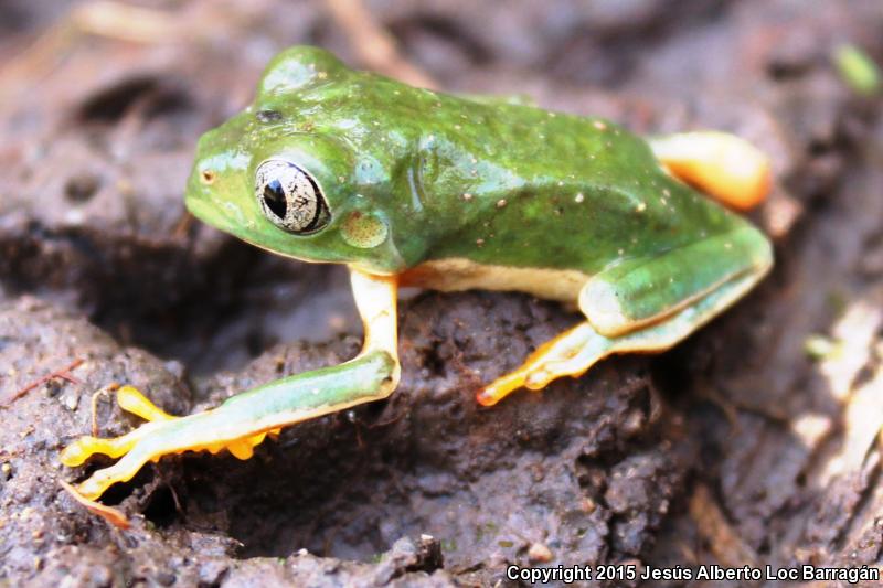 Mexican Leaf Frog (Pachymedusa dacnicolor)