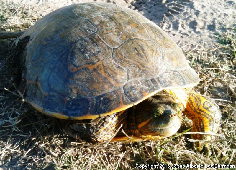 Ornate Slider (Trachemys ornata)