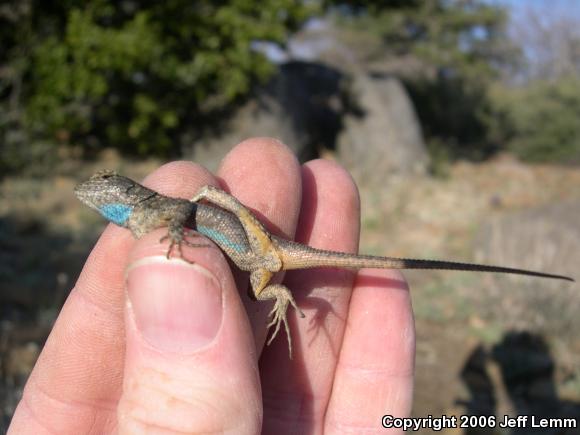 Great Basin Fence Lizard (Sceloporus occidentalis longipes)