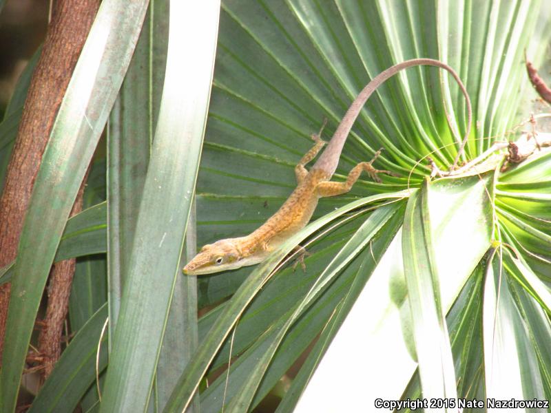 Cuban Green Anole (Anolis porcatus)