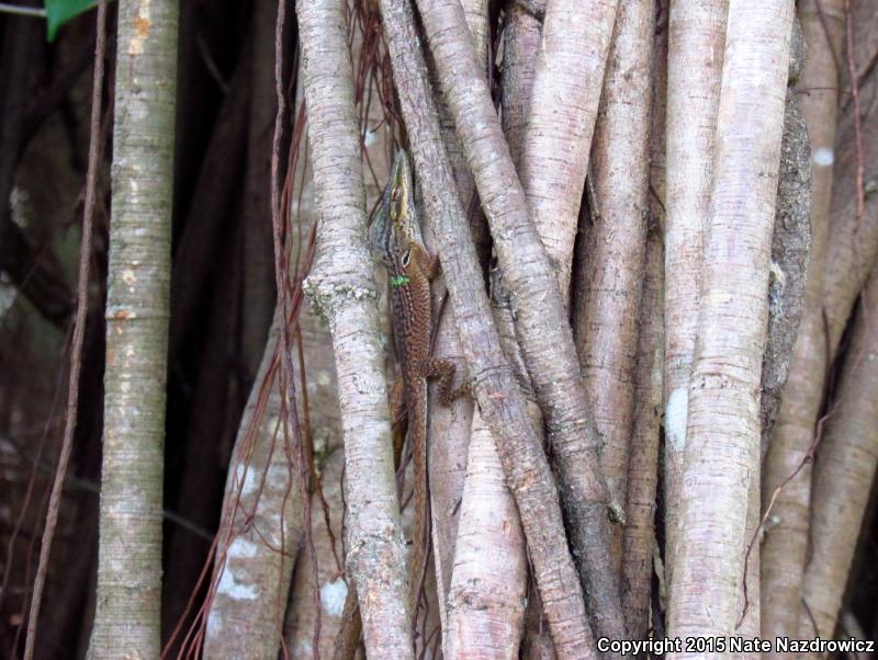 Cuban Green Anole (Anolis porcatus)