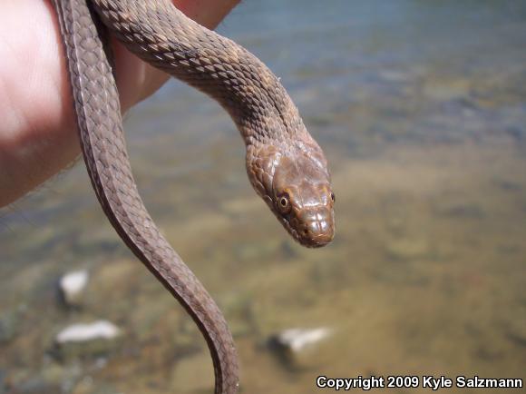 Brazos Watersnake (Nerodia harteri)