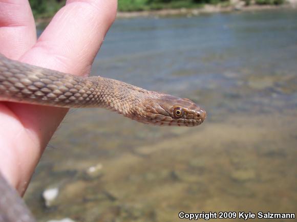 Brazos Watersnake (Nerodia harteri)