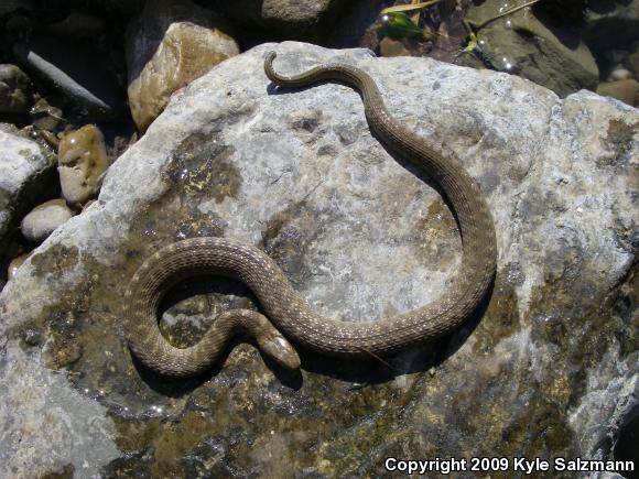 Brazos Watersnake (Nerodia harteri)