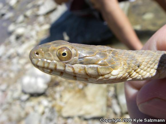 Brazos Watersnake (Nerodia harteri)