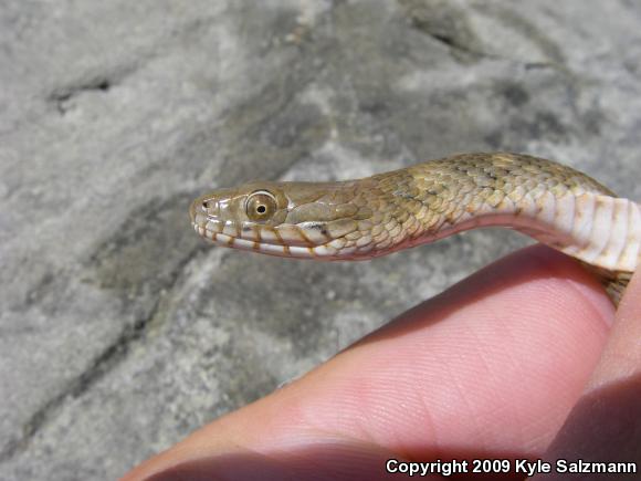 Brazos Watersnake (Nerodia harteri)