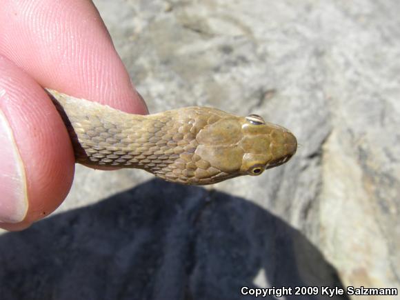 Brazos Watersnake (Nerodia harteri)