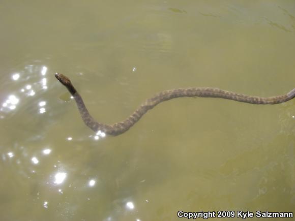 Brazos Watersnake (Nerodia harteri)