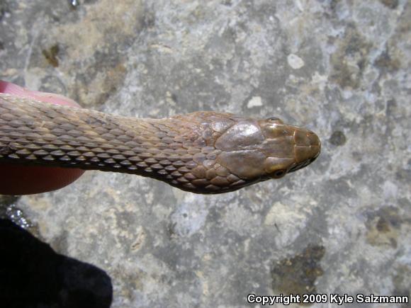 Brazos Watersnake (Nerodia harteri)