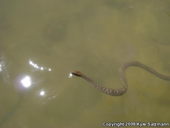 Brazos Watersnake (Nerodia harteri)