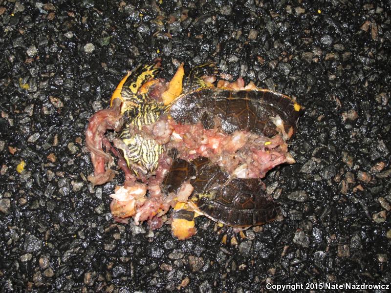 Florida Chicken Turtle (Deirochelys reticularia chrysea)