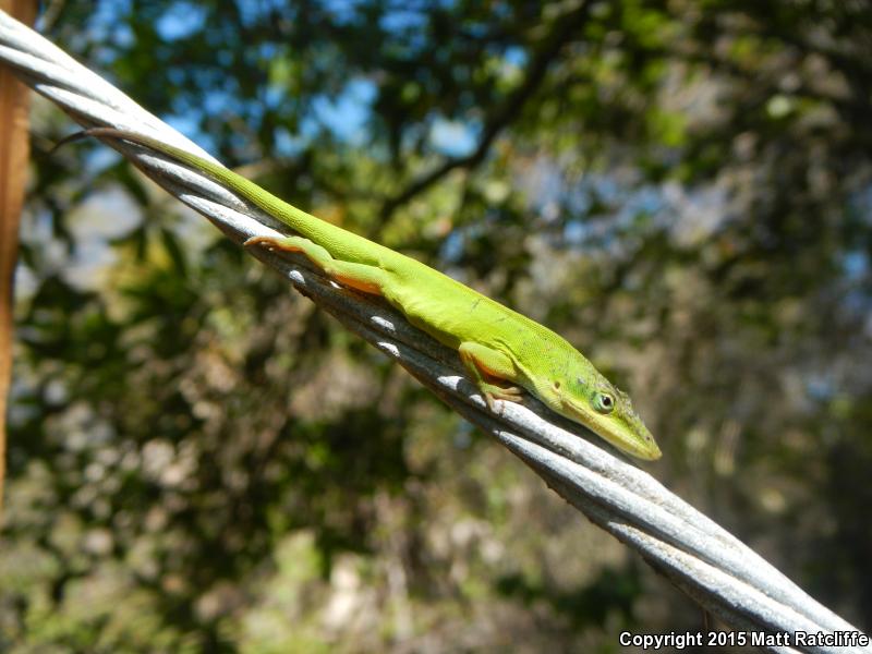 Southern Green Anole (Anolis carolinensis seminolus)