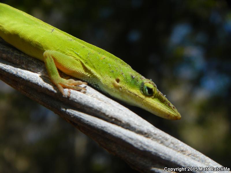 Southern Green Anole (Anolis carolinensis seminolus)