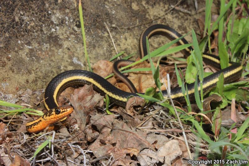 Alameda Striped Racer (Coluber lateralis euryxanthus)