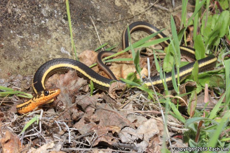 Alameda Striped Racer (Coluber lateralis euryxanthus)