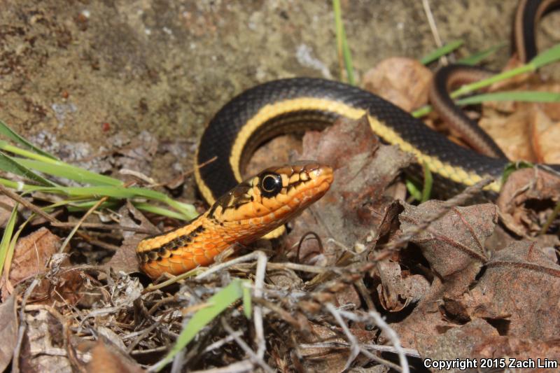 Alameda Striped Racer (Coluber lateralis euryxanthus)