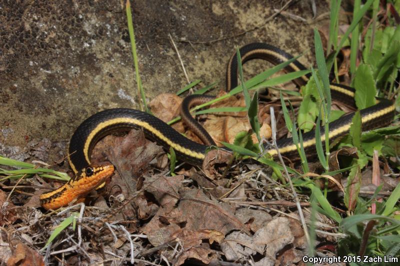 Alameda Striped Racer (Coluber lateralis euryxanthus)