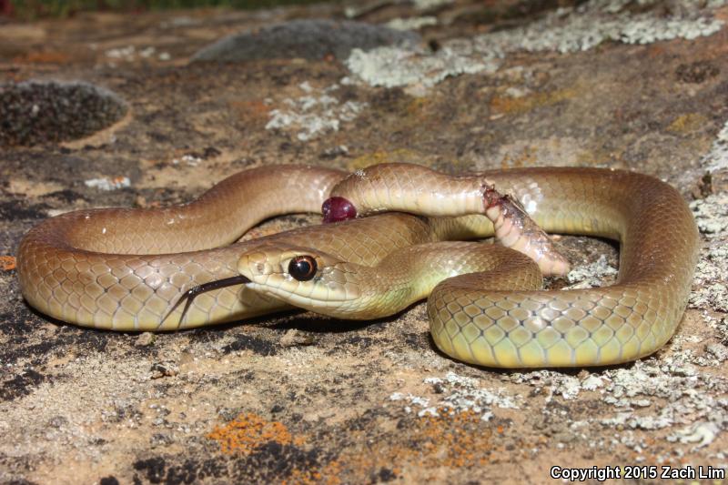 katie that shot lots of snakes katie that shot lots of snakes