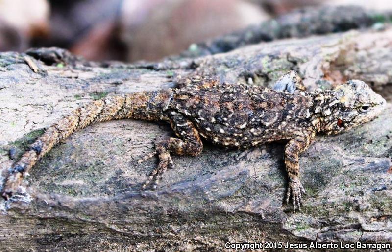 Tropical Tree Lizard (Urosaurus bicarinatus)